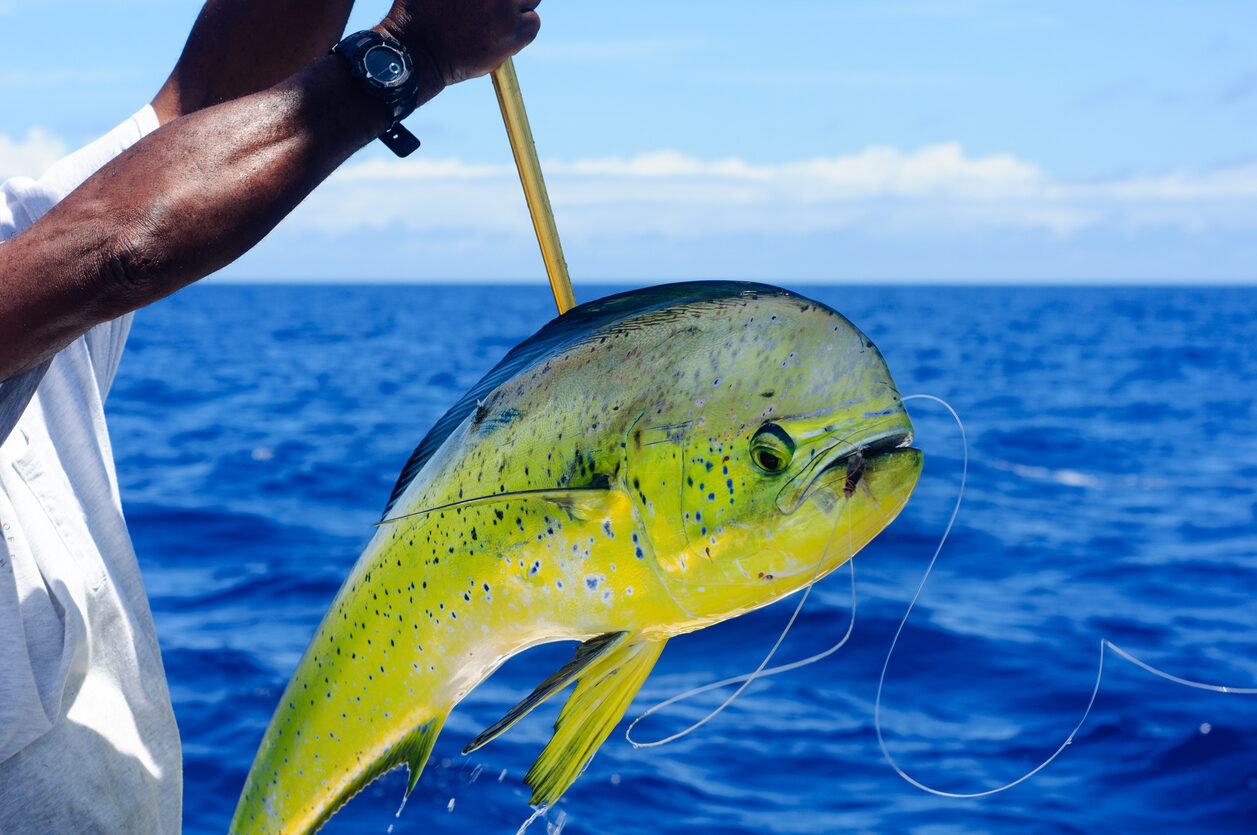 Mahi Mahi