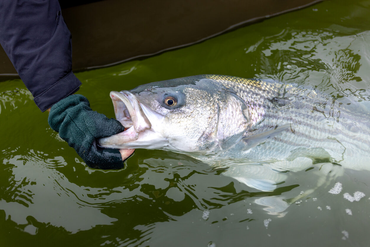 Striped Bass