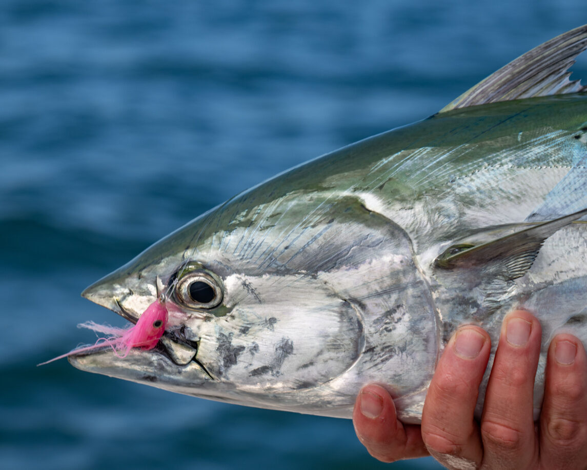 Tuna